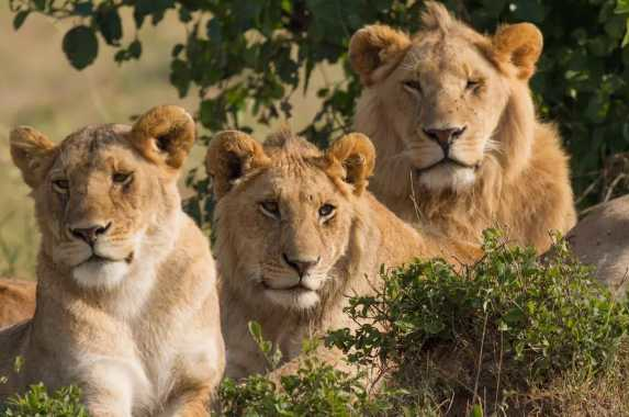 The Lions