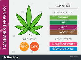 B pinene