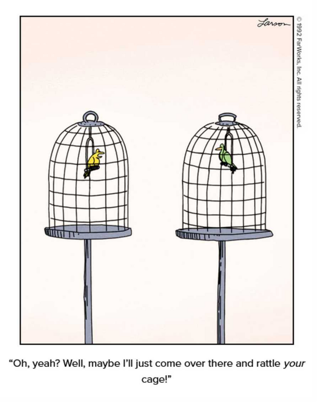 bird feud 
