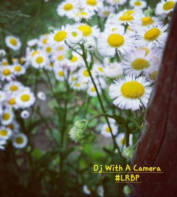 post photo preview