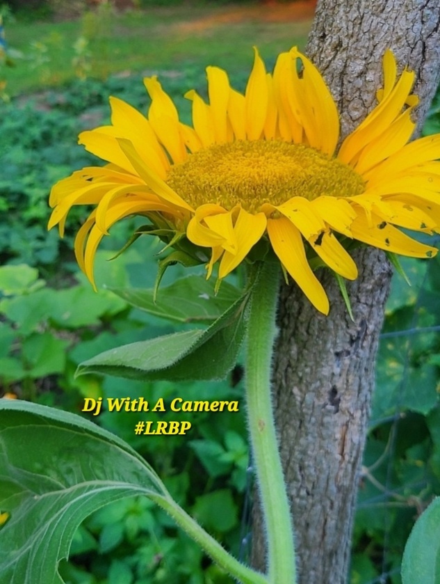 post photo preview