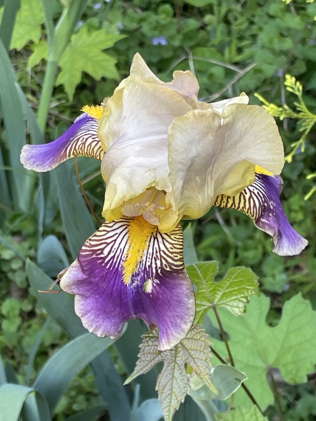 Another 100+ Iris.