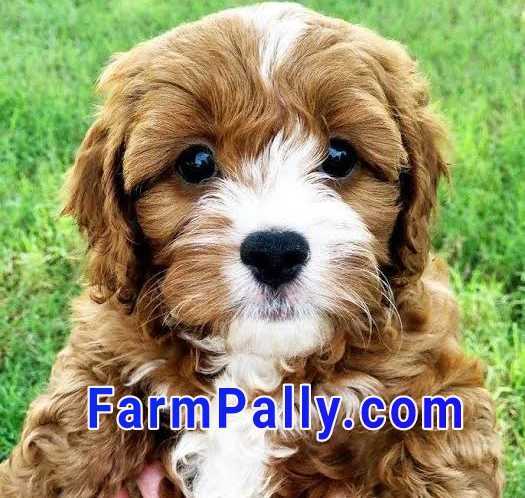 Cavapoo puppies