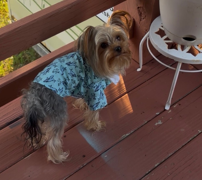 post photo preview