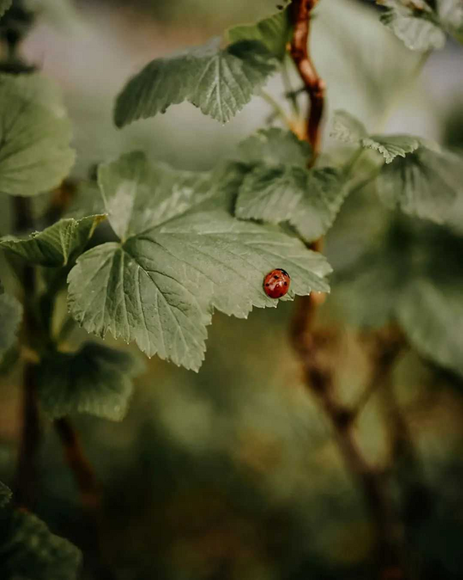 post photo preview