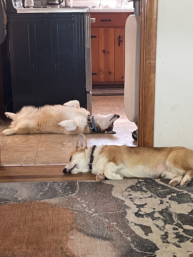 Parallel Pooches.