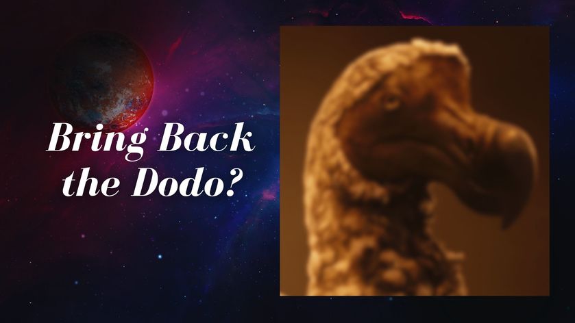 were dodo birds friendly