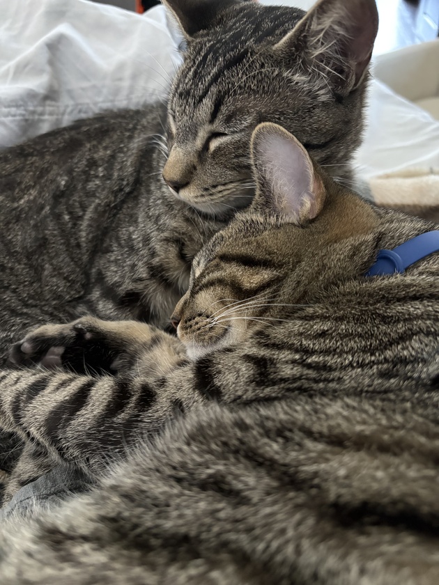 The Scott Adams School 01/27//26