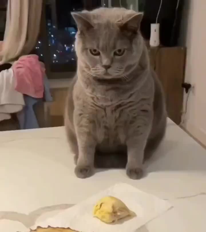 Shared post How Cats React To Durian A Very Smelly Fruit